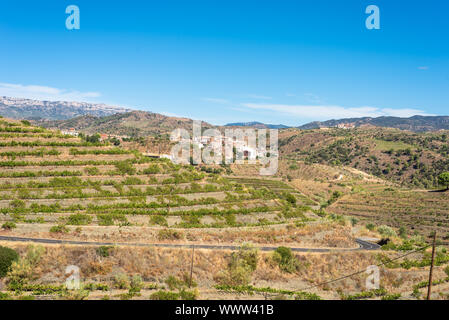 Vignobles et vigne dans les collines du comté de Priorat, Espagne Banque D'Images