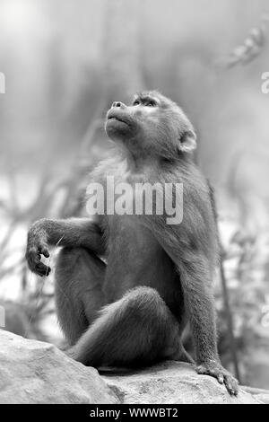 Portrait d'un Hamadryas baboon dans la nature Banque D'Images