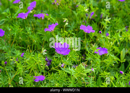 Un géranium sauvage Fleurs Banque D'Images