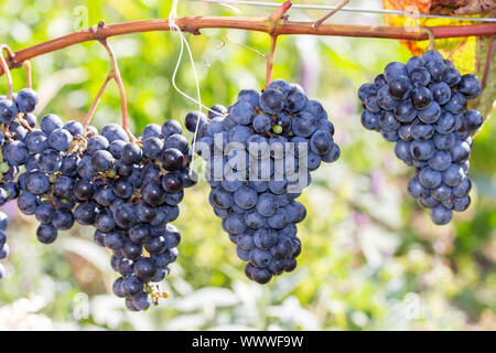 Harvest Festival, bande de grande maturité des raisins de cépage vin bleu foncé, fruits horizontale, beaucoup de fruits d'arrière-plan Banque D'Images