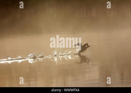 Paysage de printemps avec Loon. Banque D'Images