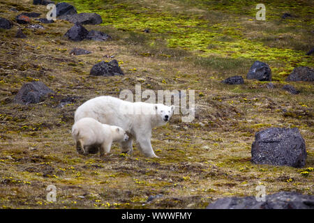 Les ours polaires sur Terre. Franz-Joseph Femelle avec cub Banque D'Images