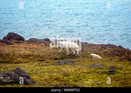 Les ours polaires sur Terre. Franz-Joseph Femelle avec cub Banque D'Images