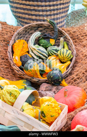 Panier en osier avec des citrouilles, jaune vert citrouille artificielle hochet indie, carte postale d'arrière-plan vertical Banque D'Images