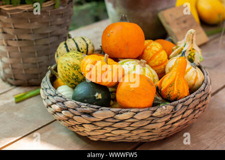 Différentes variétés de citrouilles artificiel décoratif dans un bol en bois en osier sur un compteur de l'agriculteur. Festival de la récolte de légumes d'automne, maison de vacances Hallow Banque D'Images