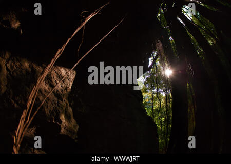 Les racines des arbres s'étendent sur plus longue grotte en bois de forêt Banque D'Images