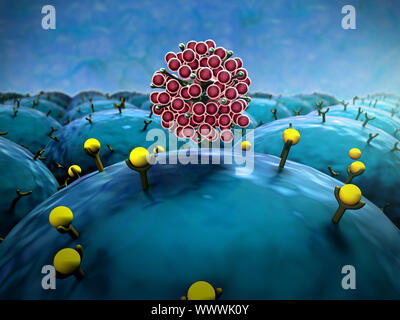 Domaine de cellules, les cellules de terrain avec les récepteurs Banque D'Images