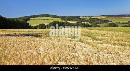 Paysage avec champ champ d'orge, en été, Barntrup Nordrhein-westfalen, Allemagne, Europe Banque D'Images