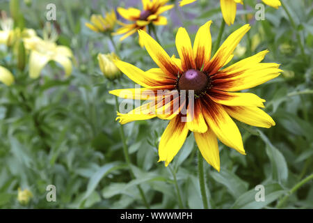 Rudbeckia fleurs parmi les feuilles vertes. Banque D'Images