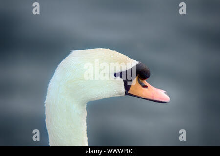 Cygne muet dit plus beaux oiseaux Regal Banque D'Images