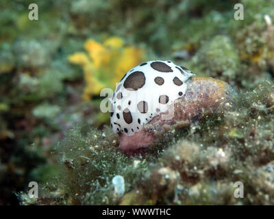 Leopard (Peltodoris atromaculata limace de mer) Banque D'Images