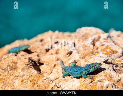 Couple de lézard formentera sur fond de mer formenterae Podarcis pityusensis Banque D'Images