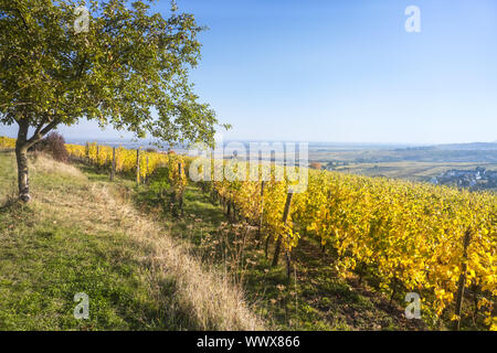 Une vue sur un vignoble et à l'Alsace en France à l'automne la lumière Banque D'Images