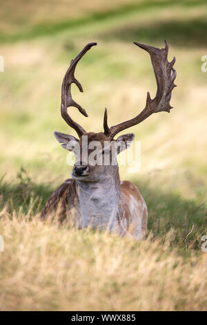 Daims mâles (buck) Dama dama couché à l'ombre d'un arbre sur la prairie Banque D'Images