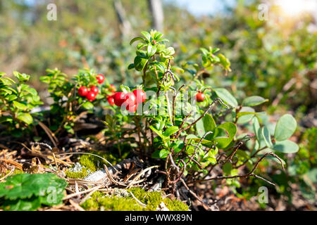 Arbuste avec des baies d'airelles rouges gros plan profondément dans la forêt et rayons de soleil. Banque D'Images