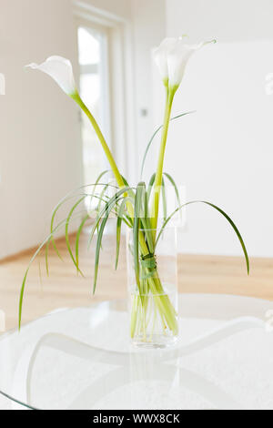 Lily of the Nile (Zantedeschia aethiopica) fleurs dans un vase. Peu de profondeur de champ. Banque D'Images