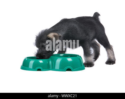 Chiot Mittelschnauzer isolé sur fond blanc mange du chien bol Banque D'Images