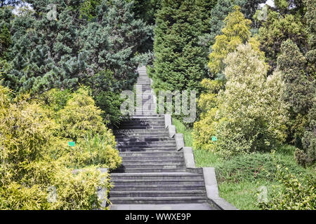 Les plantes dans l'arboretum près de l'escalier en pierre. Banque D'Images