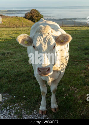 Une vache dans les South Downs à Sussex Banque D'Images
