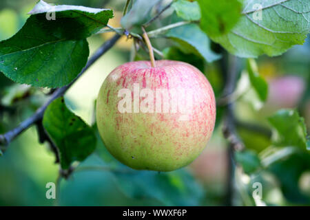 Jonagold Rubinstar, cultivar de pomme Banque D'Images