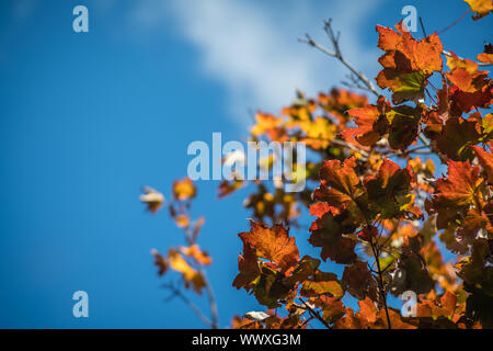 Rouge, vert jaune et orange sur les feuilles à l'automne de l'arbre Banque D'Images