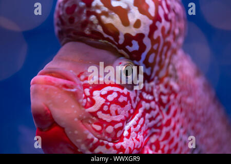 Close-up of red flower horn dans l'aquarium poisson Banque D'Images
