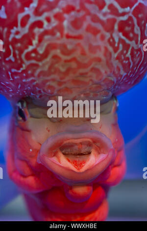 Close-up of red flower horn dans l'aquarium poisson Banque D'Images