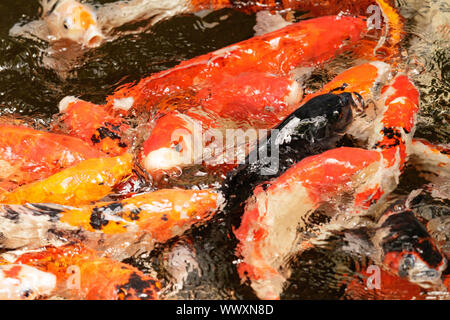 La carpe koï Feeding Frenzy en Asie Banque D'Images