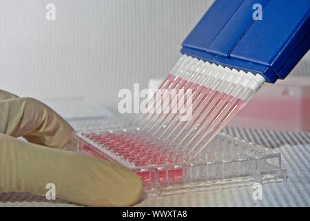 À l'aide scientifique multi-canal bleu pour le pipetage pipette une plaque 96 puits avec solution rose sur blanc Banque D'Images