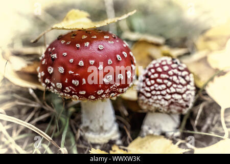 De l'automne. Gros plan du fly agarics. Banque D'Images