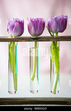 Trois tulipes pourpres dans un petit verre flacons avec de l'eau. Shallow DOF Banque D'Images