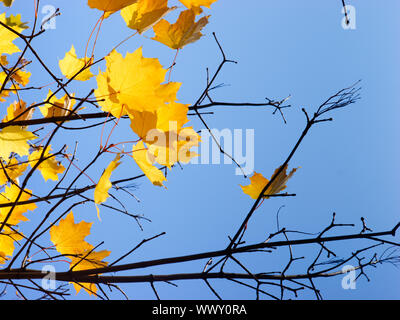 Dernière feuilles dorées sur Maple Tree contre ciel bleu clair à l'automne Banque D'Images