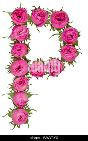 Lettre P Alphabet de fleurs de roses, isolé sur fond blanc Banque D'Images