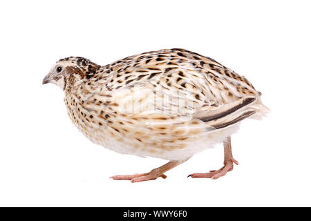 Peu de cailles devant un fond blanc Banque D'Images