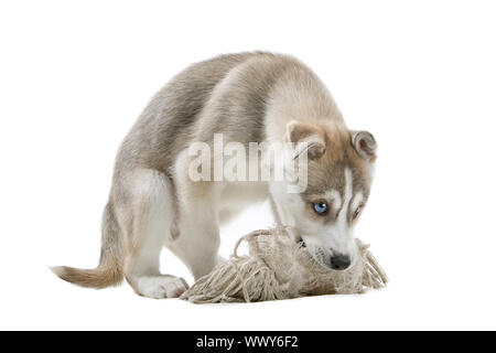 Chiot Husky Sibérien devant un fond blanc Banque D'Images