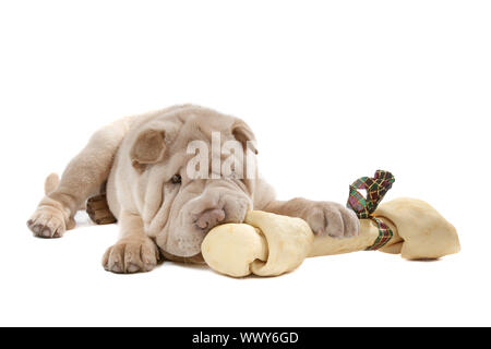 Shar-pei chiot devant un fond blanc manger un os Banque D'Images