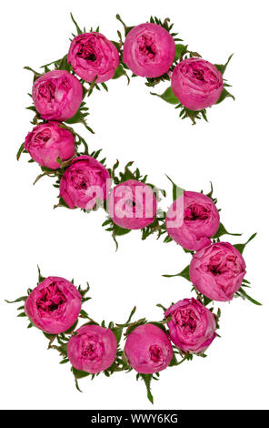 Lettre S Alphabet de fleurs de roses, isolé sur fond blanc Banque D'Images