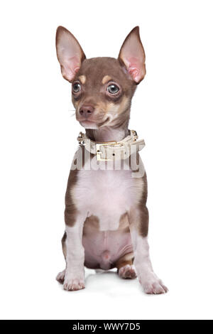 Chiot chihuahua poil court devant un fond blanc Banque D'Images