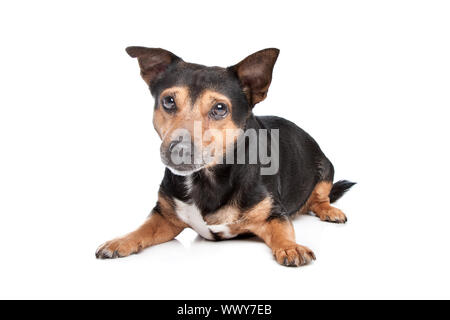 Noir et feu Jack Russel terrier in front of white background Banque D'Images