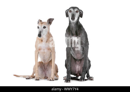 Deux chiens greyhound devant un fond blanc Banque D'Images