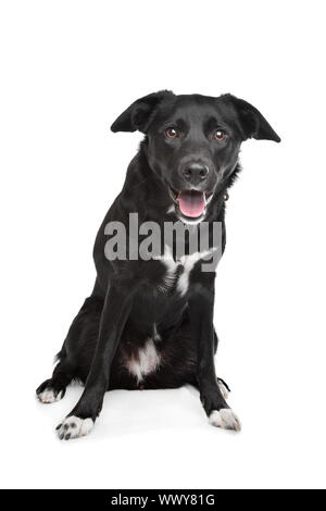 Mixed breed dog. Labrador/Border Collie Banque D'Images