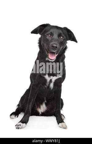 Mixed breed dog. Labrador/Border Collie Banque D'Images