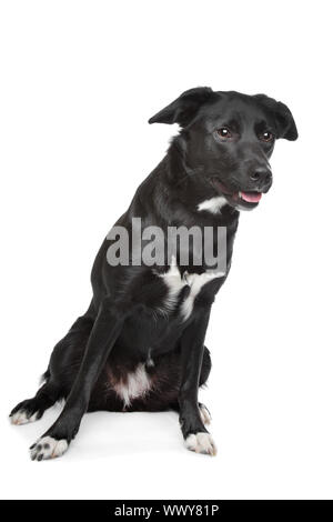 Mixed breed dog. Labrador/Border Collie Banque D'Images