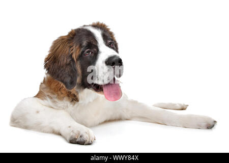 Chiot St Bernard devant un fond blanc Banque D'Images