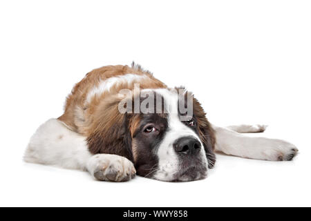 Chiot St Bernard devant un fond blanc Banque D'Images