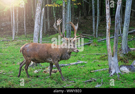 Red Deer stag en rut. Buck à l'échéance l'âge dans la période de croisement avec la femelle. Portrait de cerf noble homme dans le paysage sauvage. Hu Banque D'Images