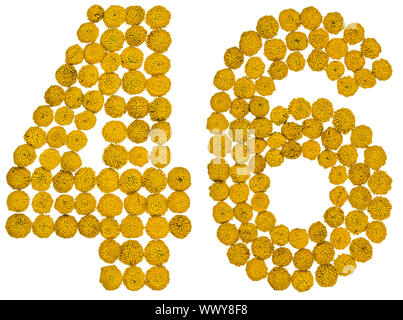Chiffre arabe 46, quarante six, de fleurs jaunes de tanaisie, isolé sur fond blanc Banque D'Images