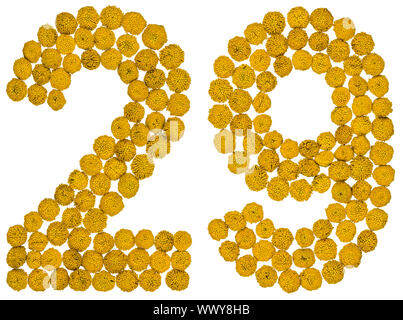 Chiffre arabe 29, vingt-neuf, de fleurs jaunes de tanaisie, isolé sur fond blanc Banque D'Images
