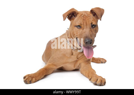 Mixed breed dog( Stafford Terrier) devant un fond blanc Banque D'Images