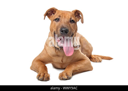 Mixed breed dog( Stafford Terrier) devant un fond blanc Banque D'Images